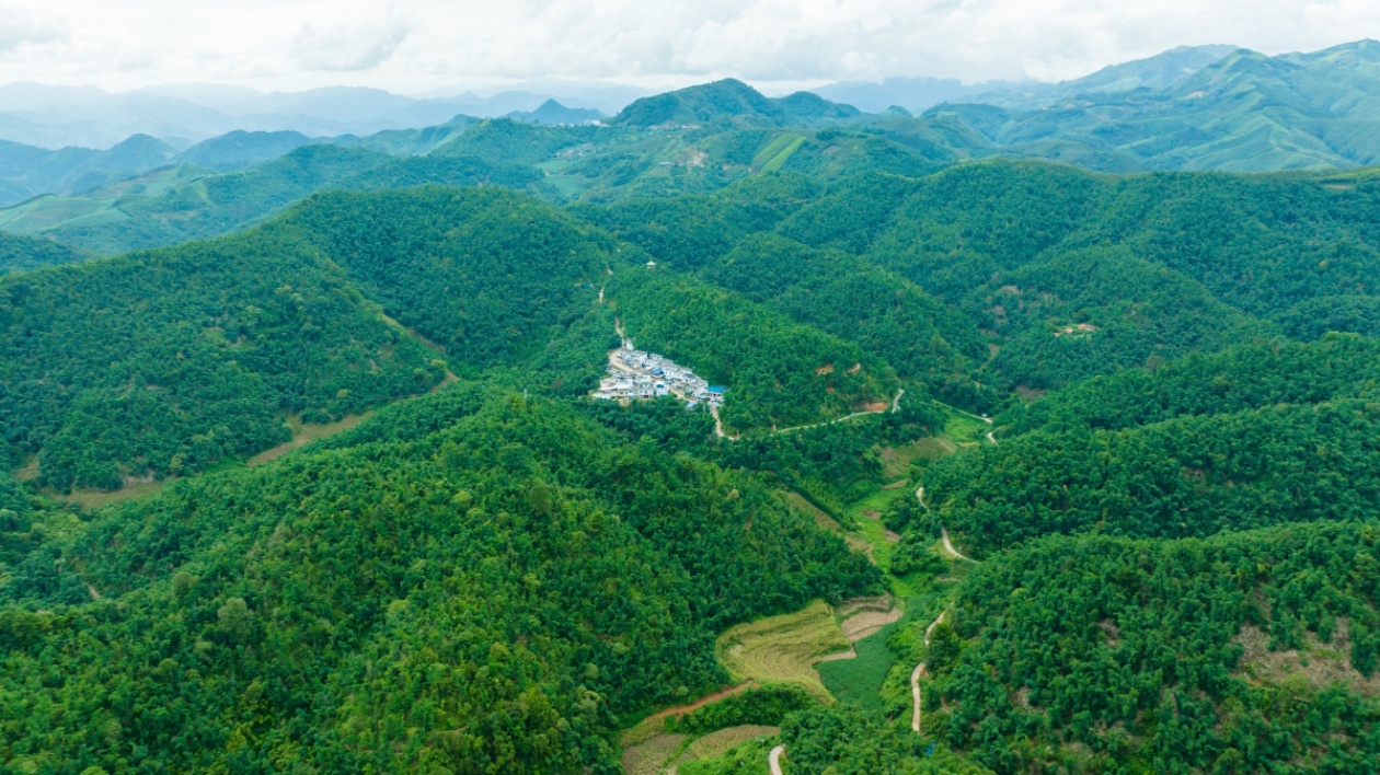 桂田林以八渡筍產(chǎn)業(yè)賦能鄉(xiāng)村振興