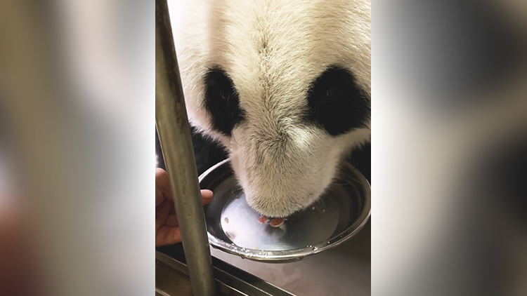 有片 | 海園速遞大熊貓盈盈坐月實(shí)況 獲特製「蘋果水」加快恢復(fù)助餵奶