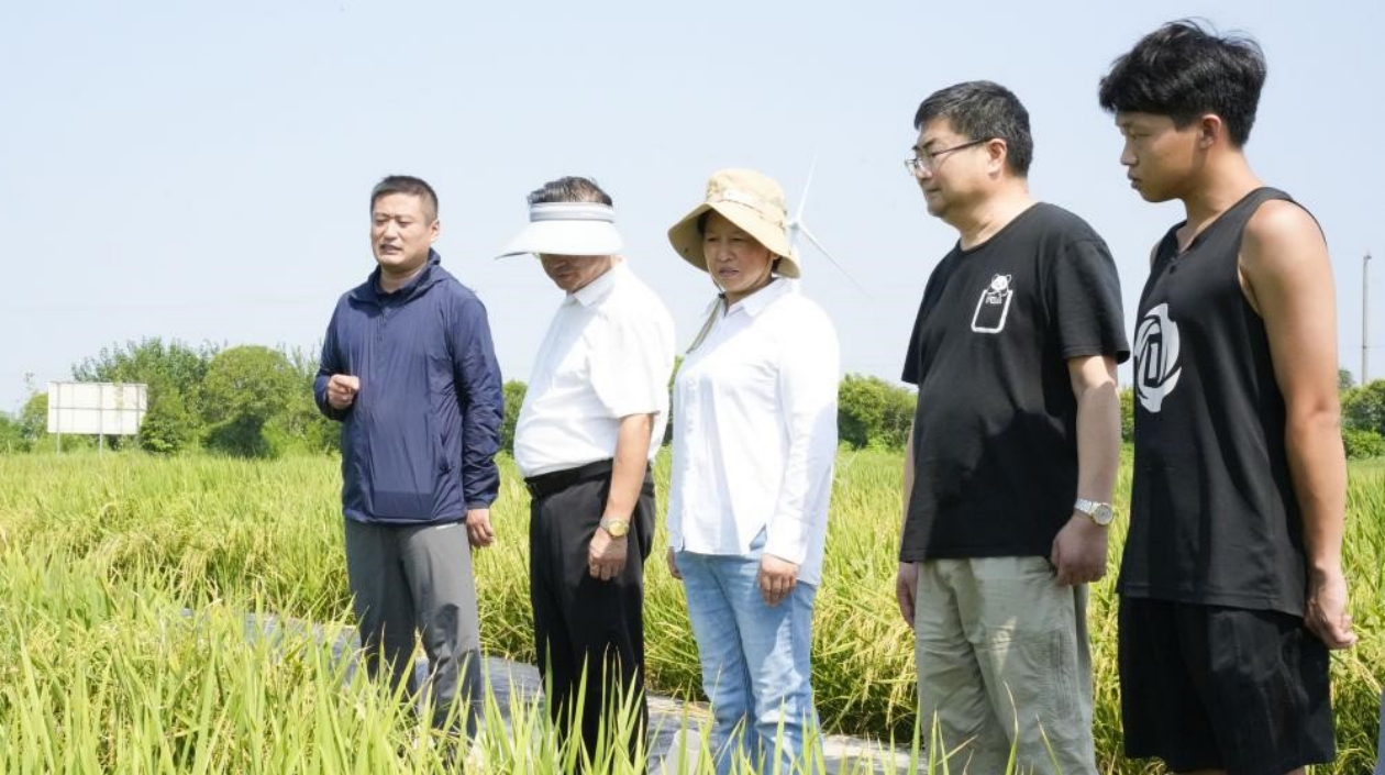 江蘇省農科院專家「智」撐如東稻油輪作示範項目